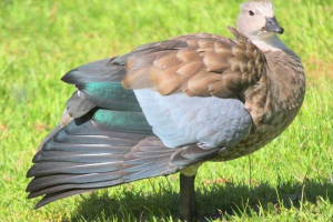 Блакитна гусака, інформація, фото гусака Блакитна гусака, інформація, фото гусака